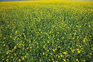 《星露谷物语》更新1.5.5版本 下版本或有新可玩内容